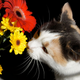Illustration for article titled Shooting Challenge Pets Gallery 6